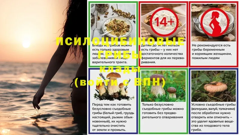 Галлюциногенные грибы Psilocybe  omg как зайти  Железногорск 